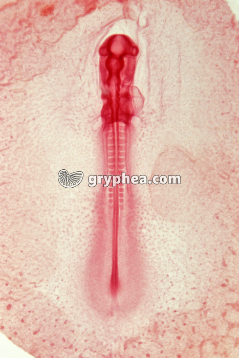 Poulet - Embryon au stade 33 h x6 - gryphea.org